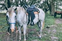 Stolen gray horse